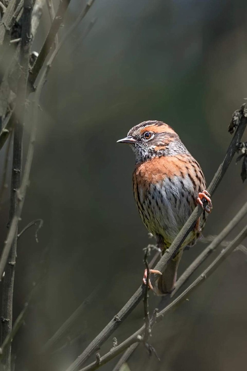 Rufous-breasted Accentor - ML620815671
