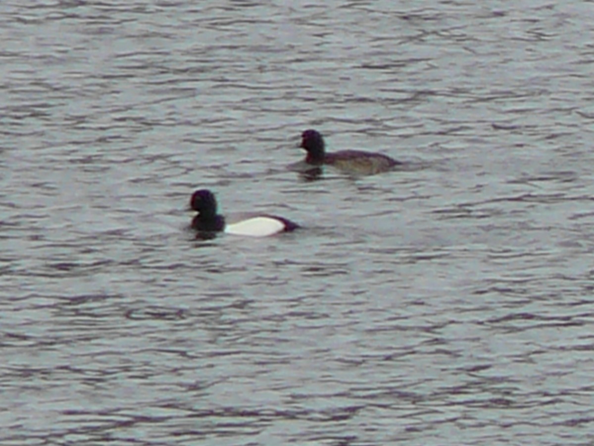 Greater Scaup - ML620815678