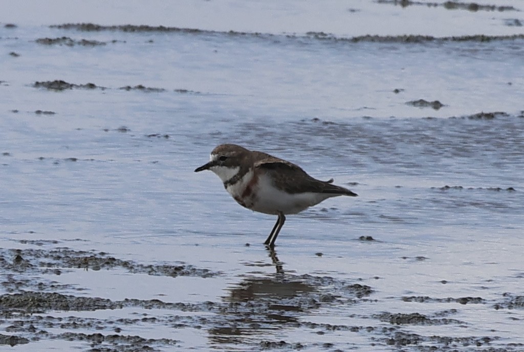 Double-banded Plover - ML620815683