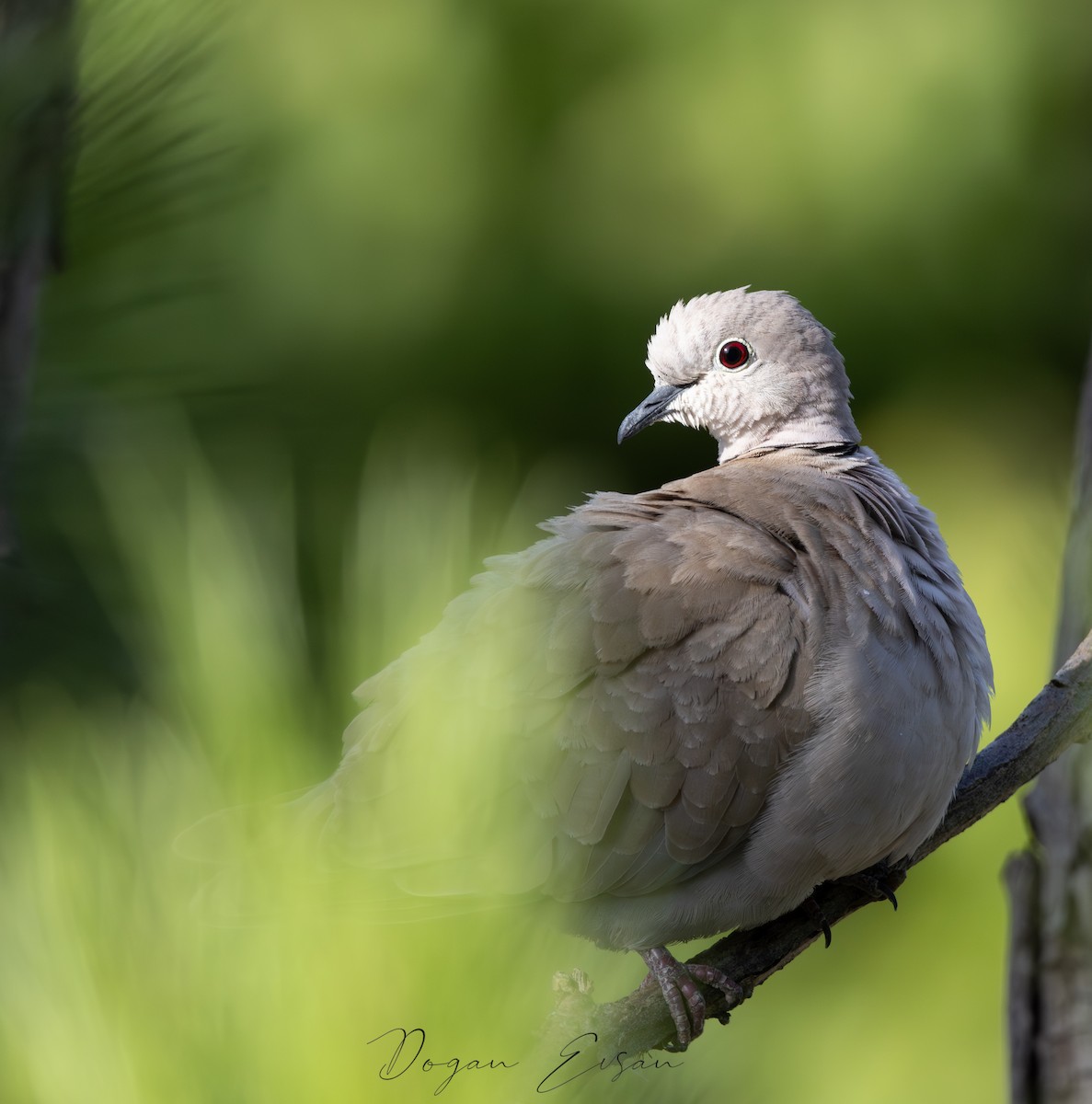 Eurasian Collared-Dove - ML620815690