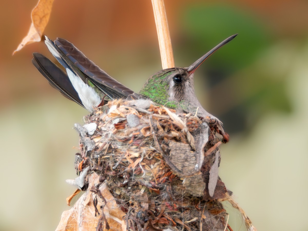 Broad-billed Hummingbird - ML620815691