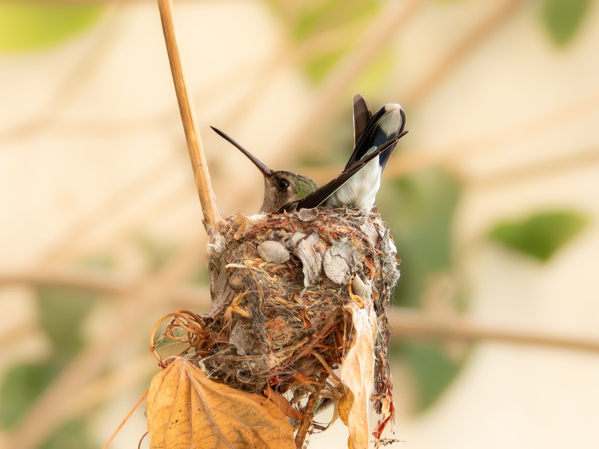 Broad-billed Hummingbird - Alvaro Rojas 𝙌𝙧𝙤. 𝘽𝙞𝙧𝙙𝙞𝙣𝙜 𝙏𝙤𝙪𝙧𝙨