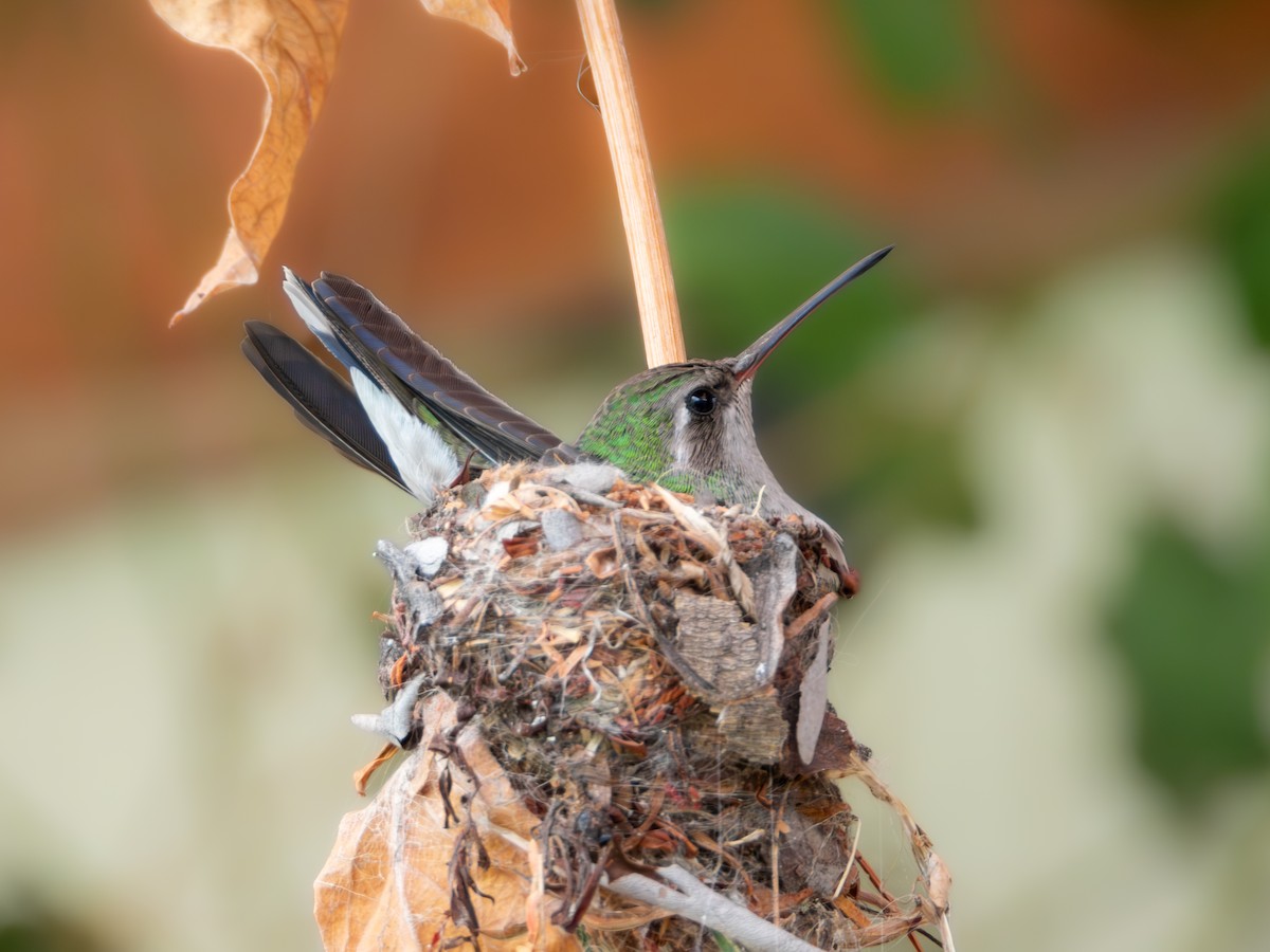 kolibřík širokozobý - ML620815693