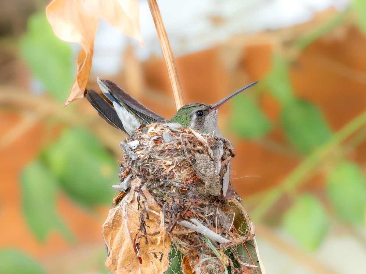kolibřík širokozobý - ML620815694