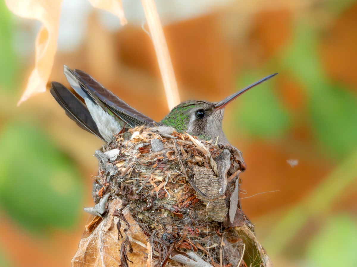 Broad-billed Hummingbird - ML620815696