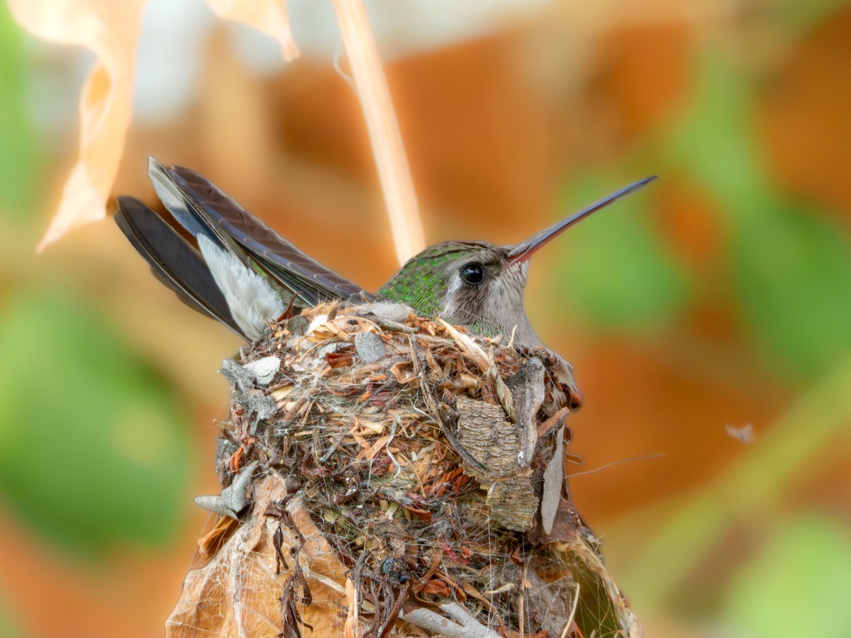 Broad-billed Hummingbird - ML620815697