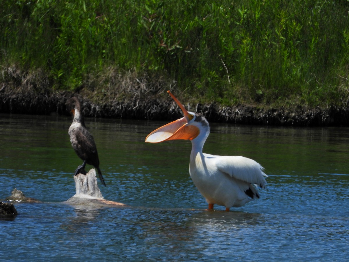 pelikán severoamerický - ML620815760