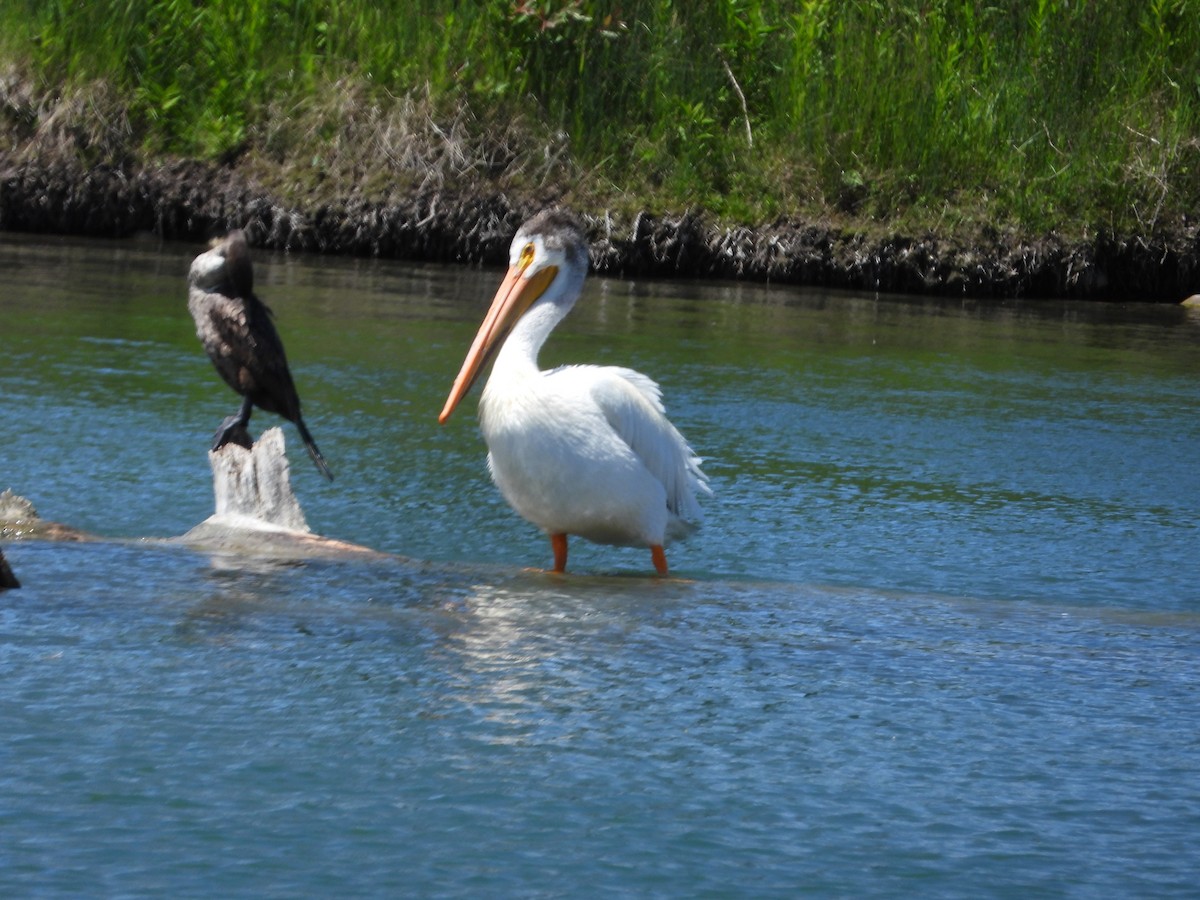 pelikán severoamerický - ML620815761