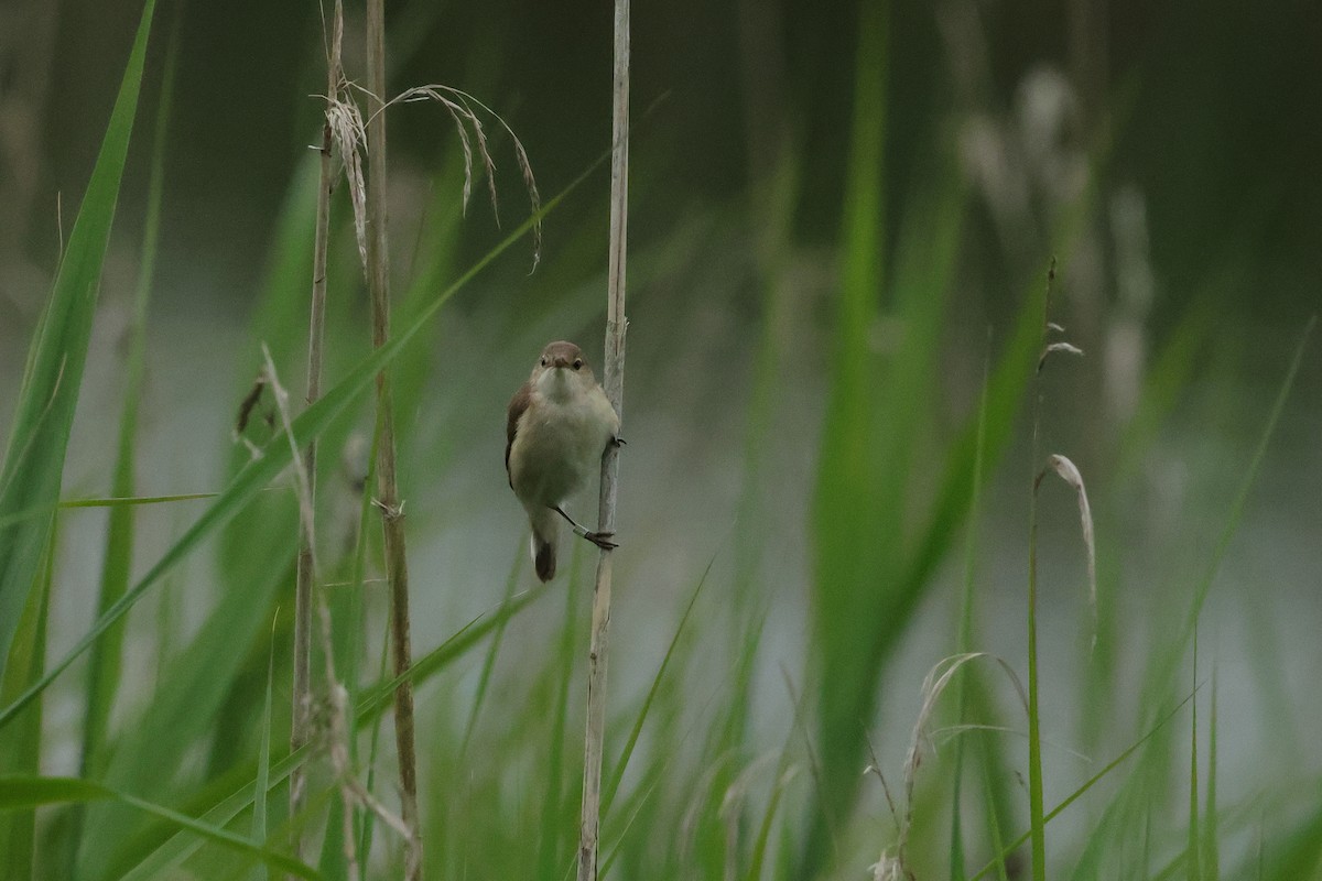 Common Reed Warbler - ML620815771