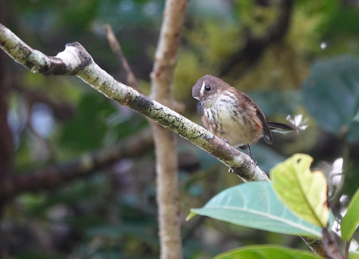 Fiji Streaked Fantail (Taveuni) - ML620815775