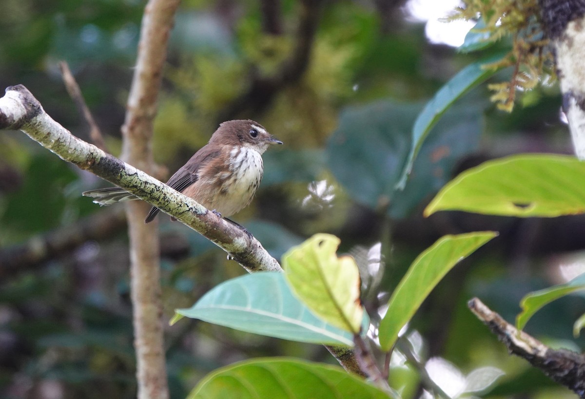 Fiji Streaked Fantail (Taveuni) - ML620815776