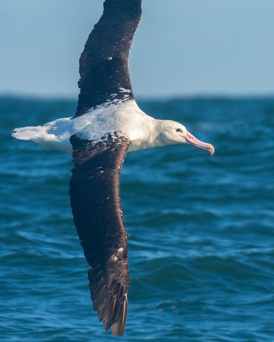 albatros Sanfordův - ML620815788
