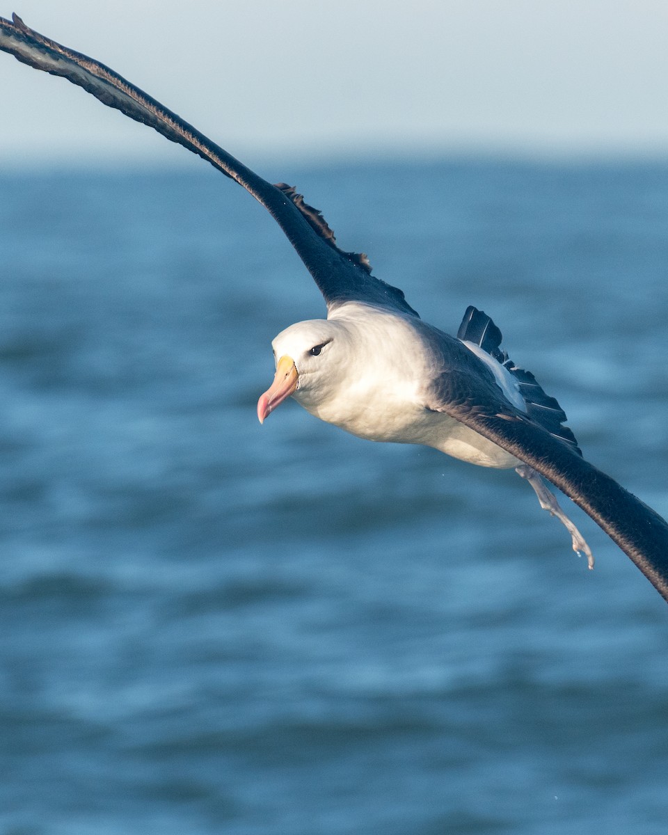 albatros černobrvý - ML620815796