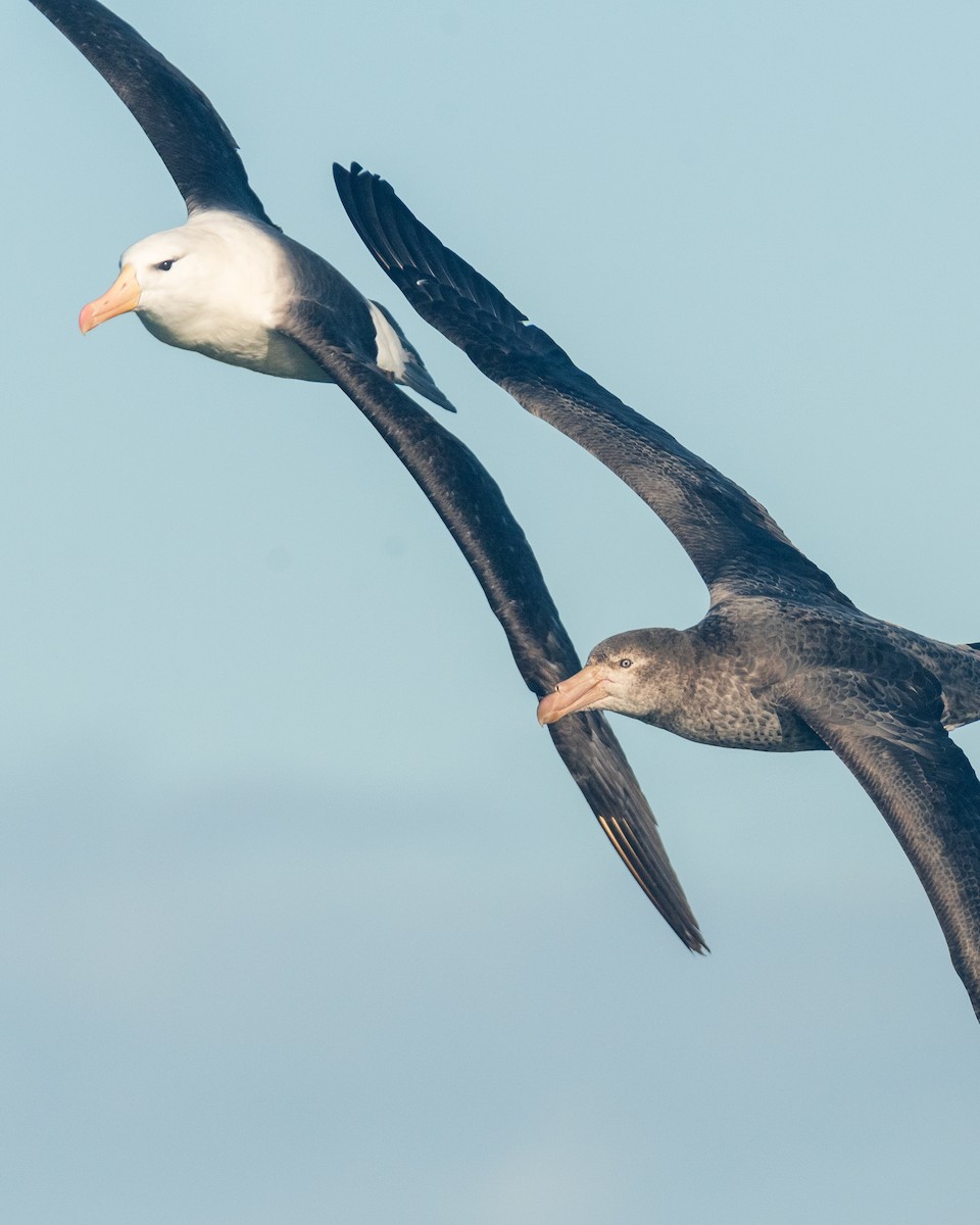 albatros černobrvý - ML620815797