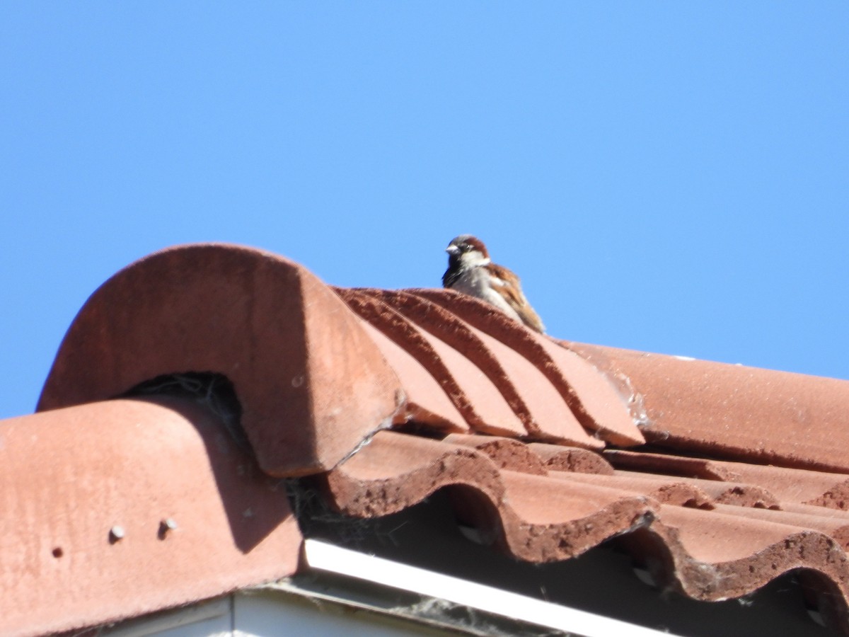 House Sparrow - ML620815811