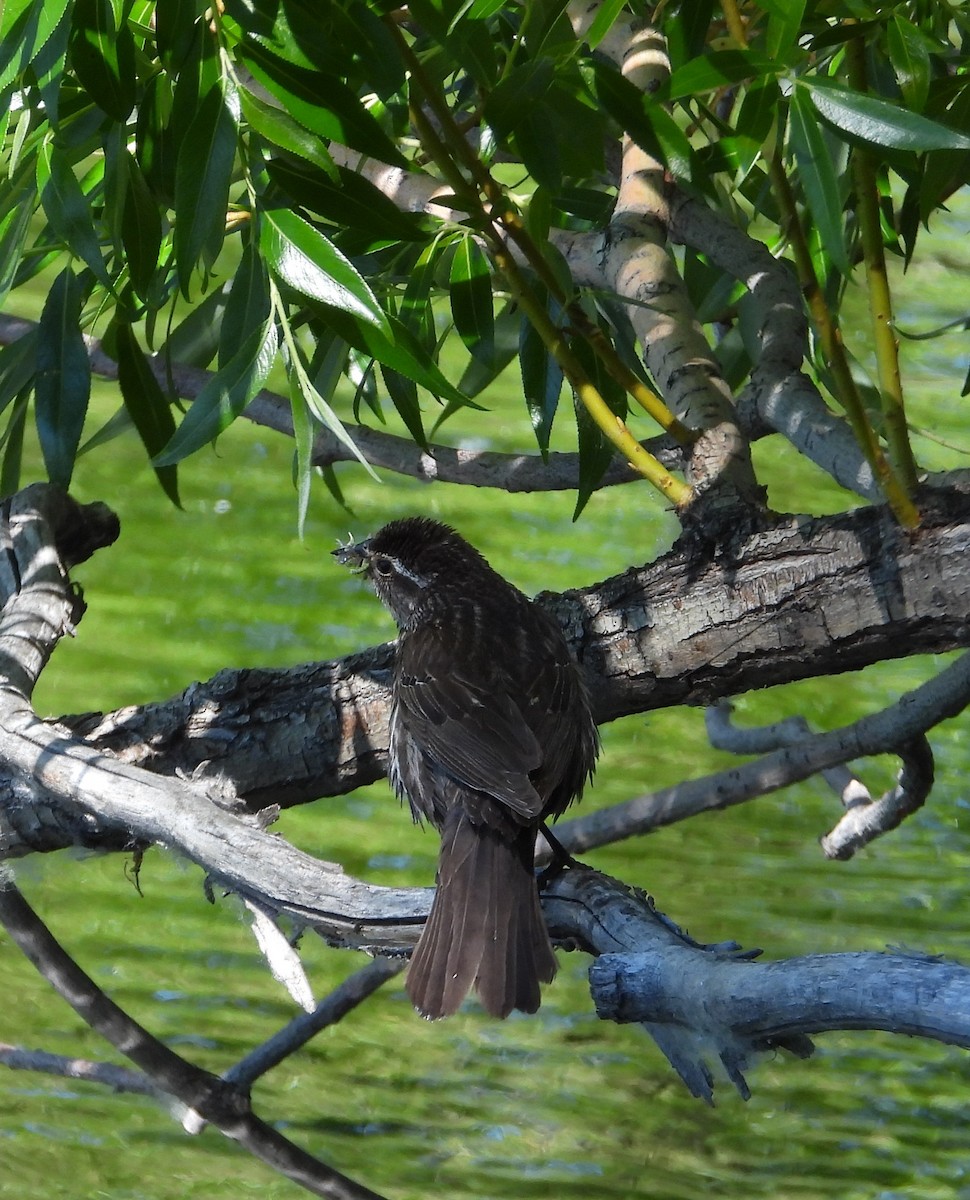 Red-winged Blackbird - ML620815816