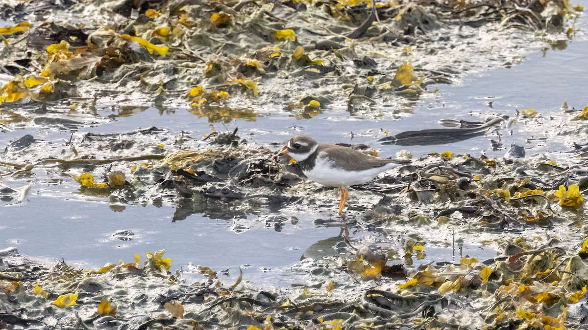 Common Ringed Plover - ML620815834