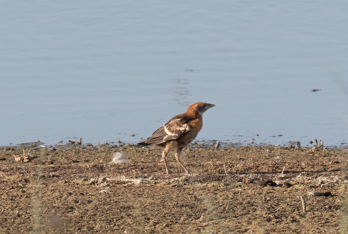 Yellow-headed Blackbird - ML620815849