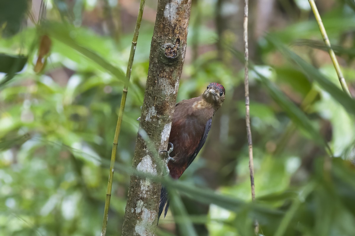 Okinawa Woodpecker - u7 Liao