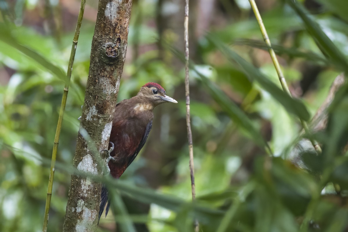 Okinawa Woodpecker - ML620815865