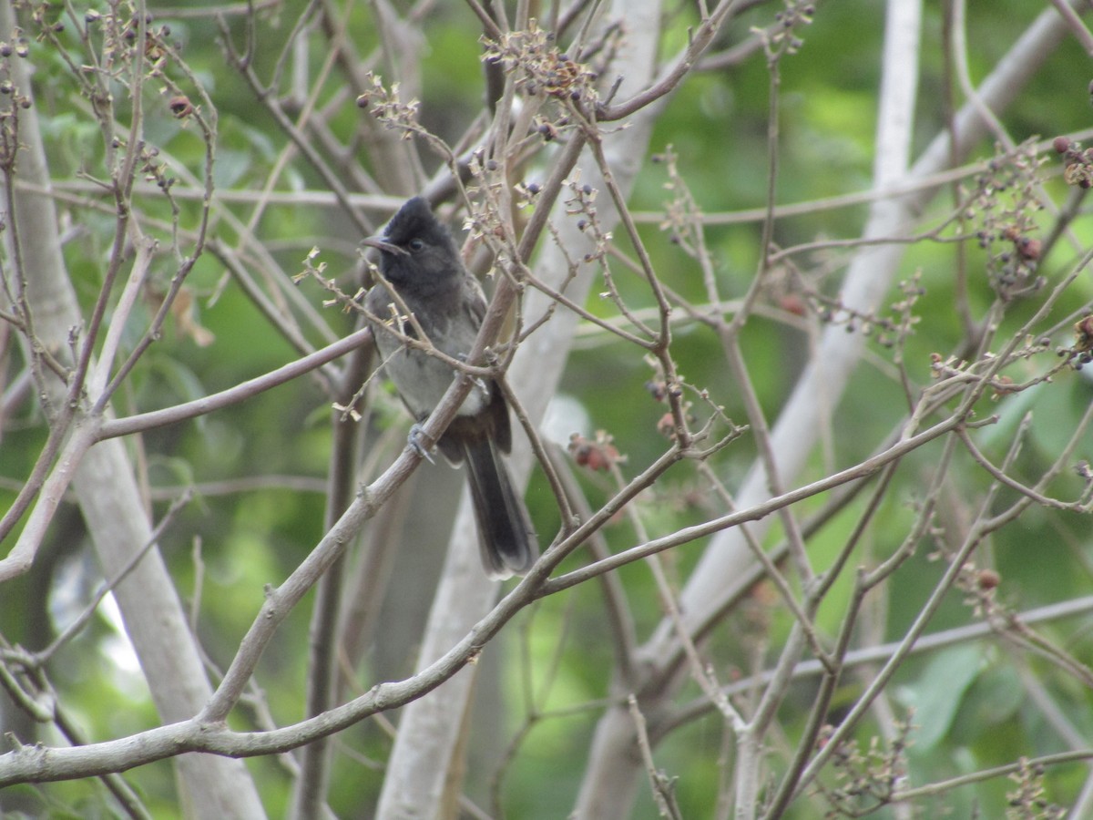 Red-vented Bulbul - ML620815868