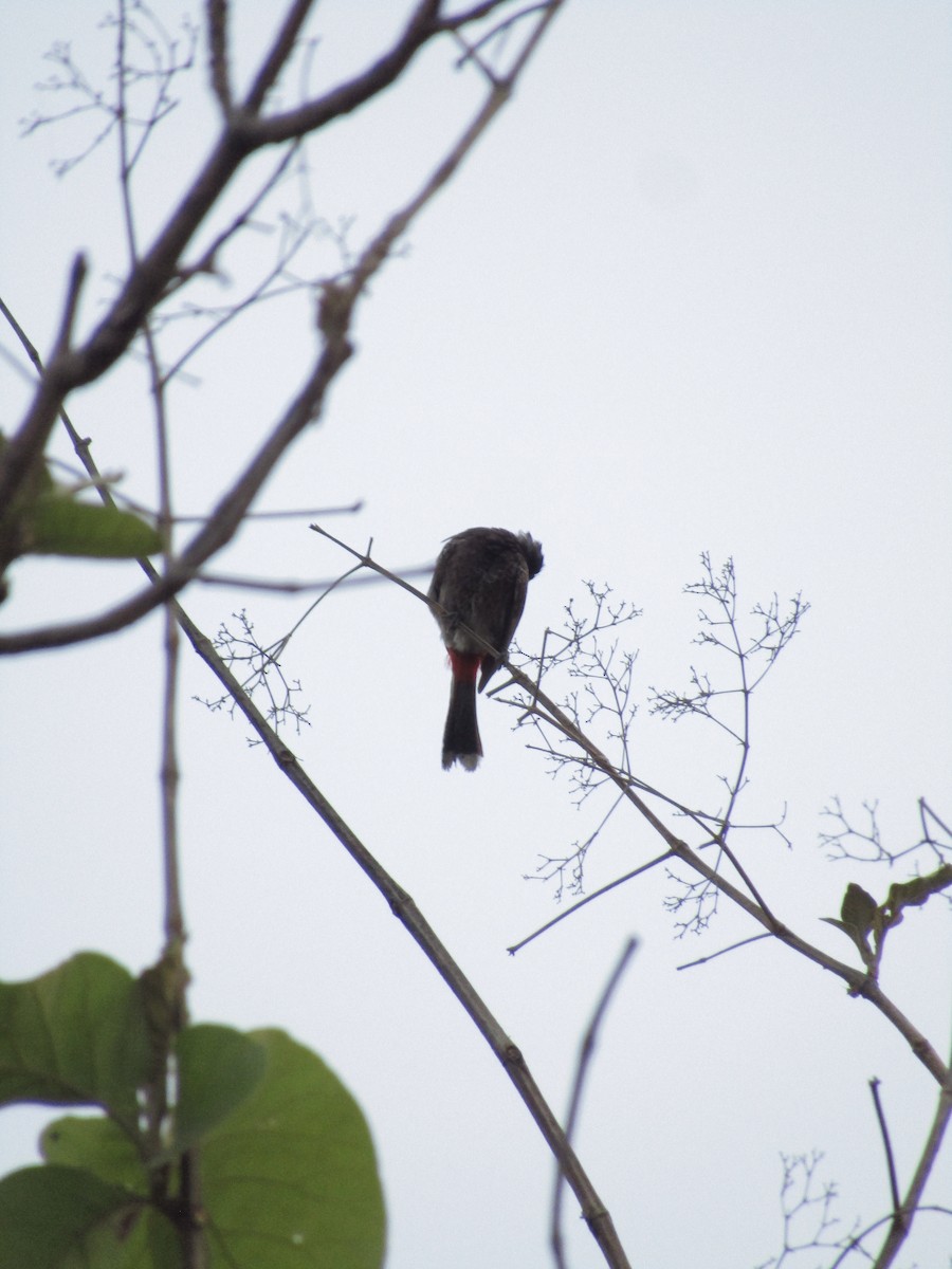 Red-vented Bulbul - ML620815869