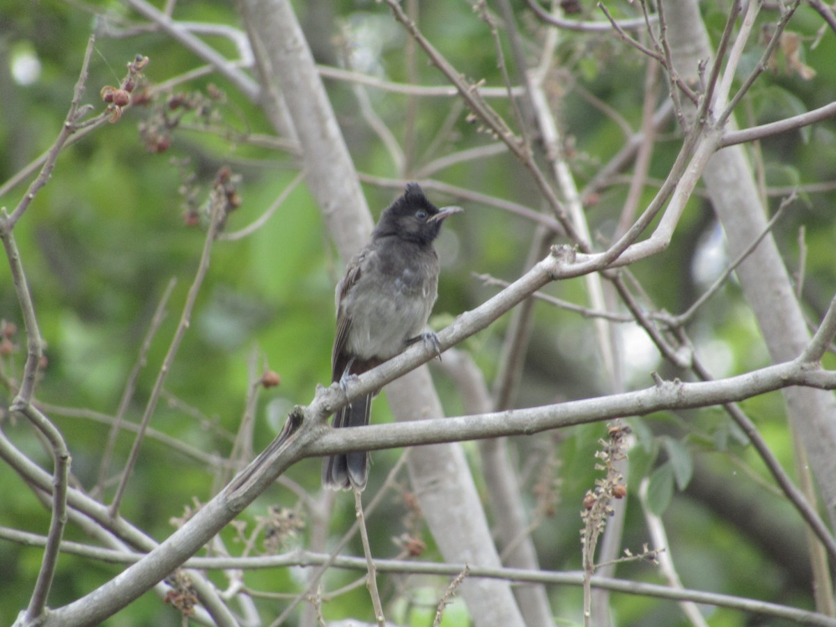 Red-vented Bulbul - ML620815870