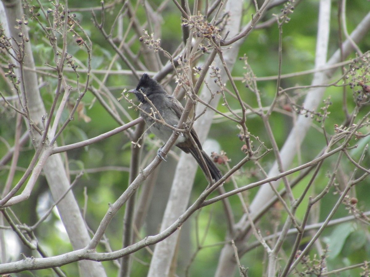 Red-vented Bulbul - ML620815871