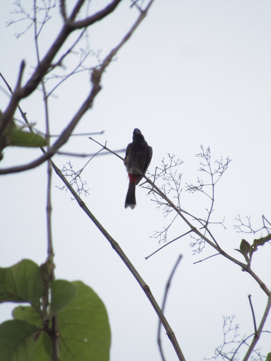 Red-vented Bulbul - ML620815872