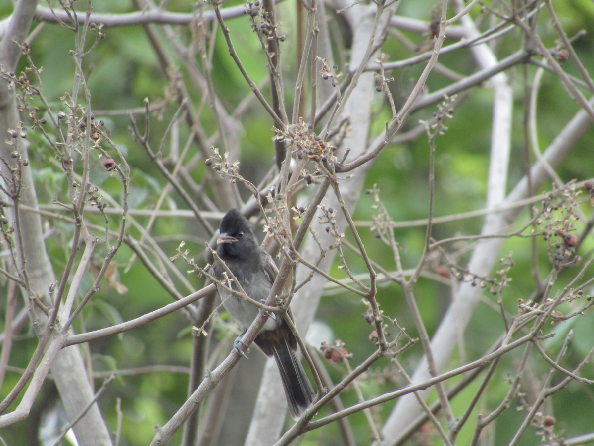 Red-vented Bulbul - ML620815873