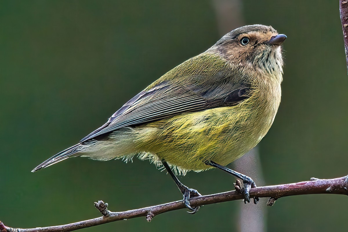 Weebill - ML620815888