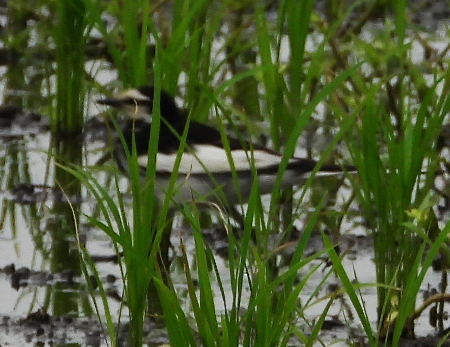 White Wagtail (Black-backed) - ML620815959