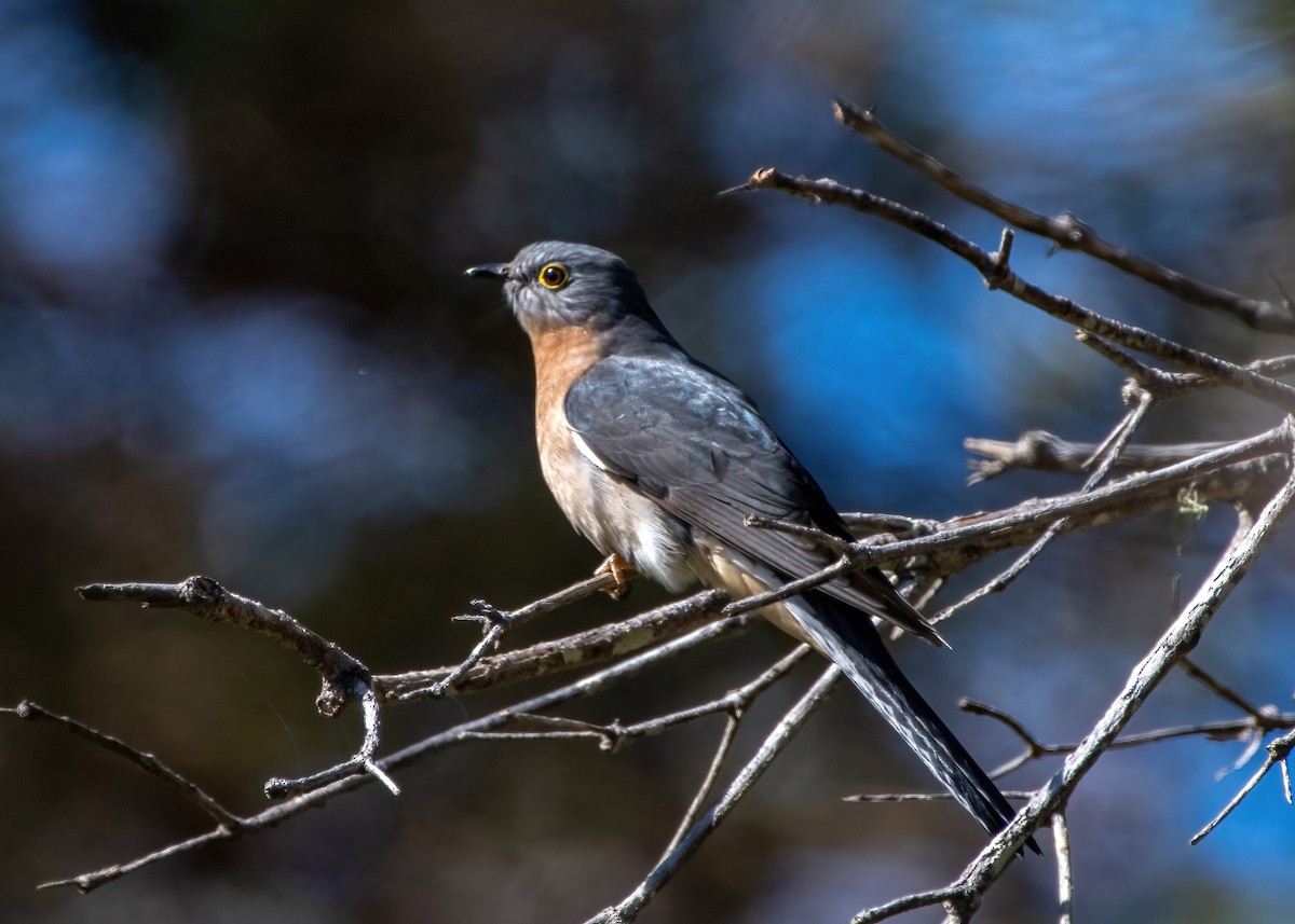 Fan-tailed Cuckoo - Jonathan Tickner