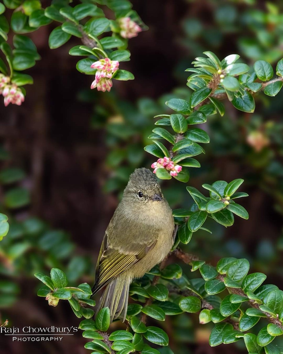 Yellow-browed Tit - ML620816027