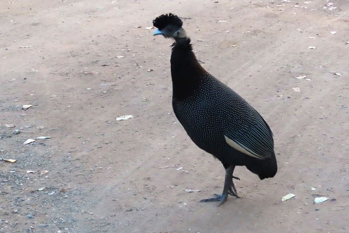 Southern Crested Guineafowl - ML620816028