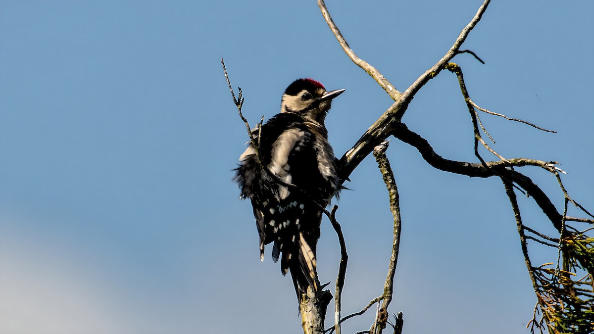 Great Spotted Woodpecker - ML620816037