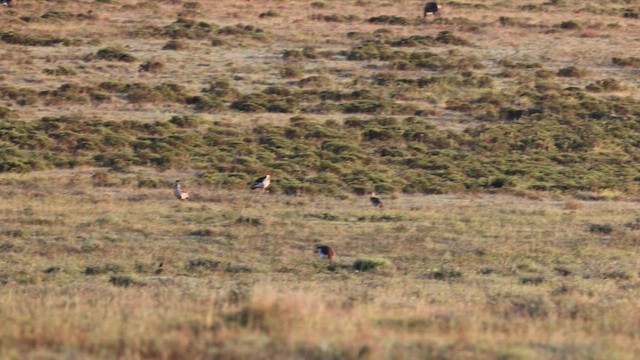 Denham's Bustard (Stanley's) - ML620816053