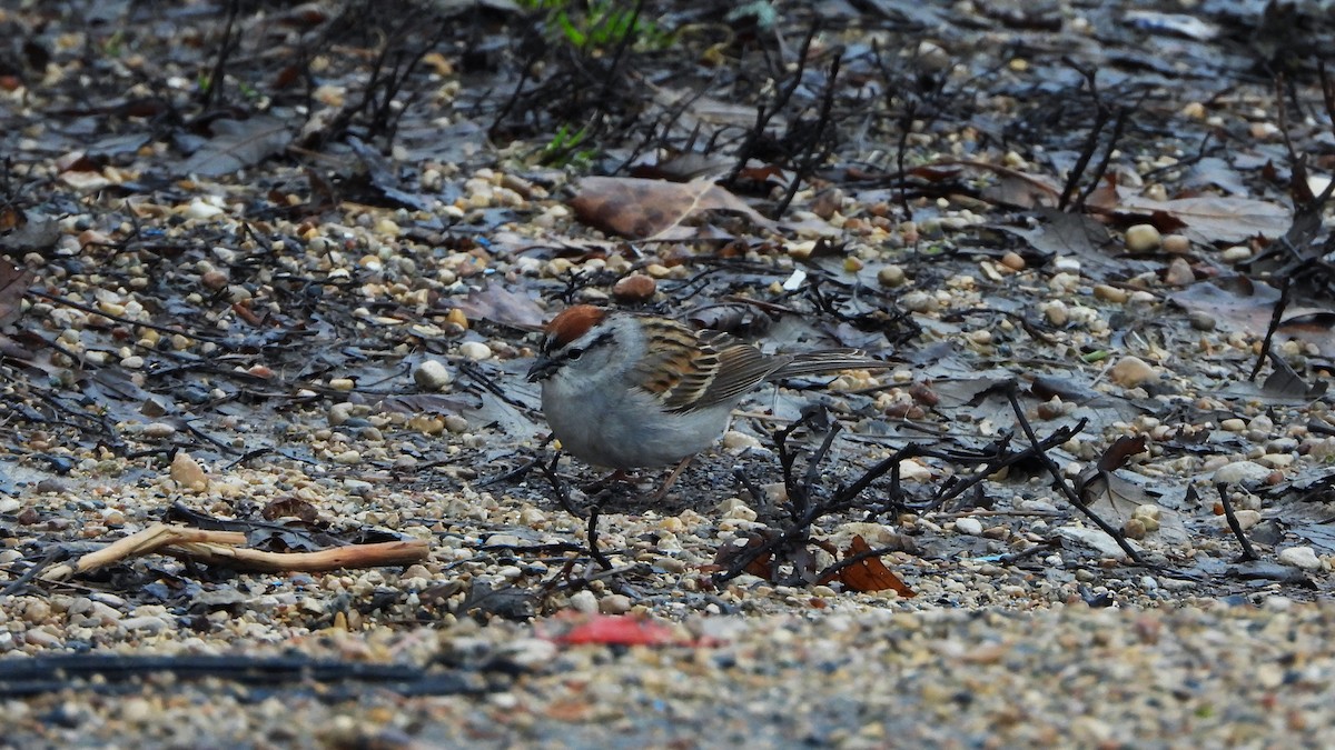Chipping Sparrow - ML620816085