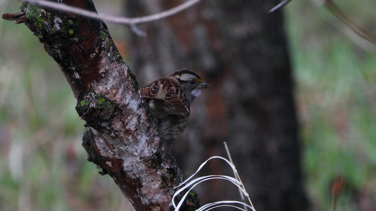 White-throated Sparrow - ML620816089