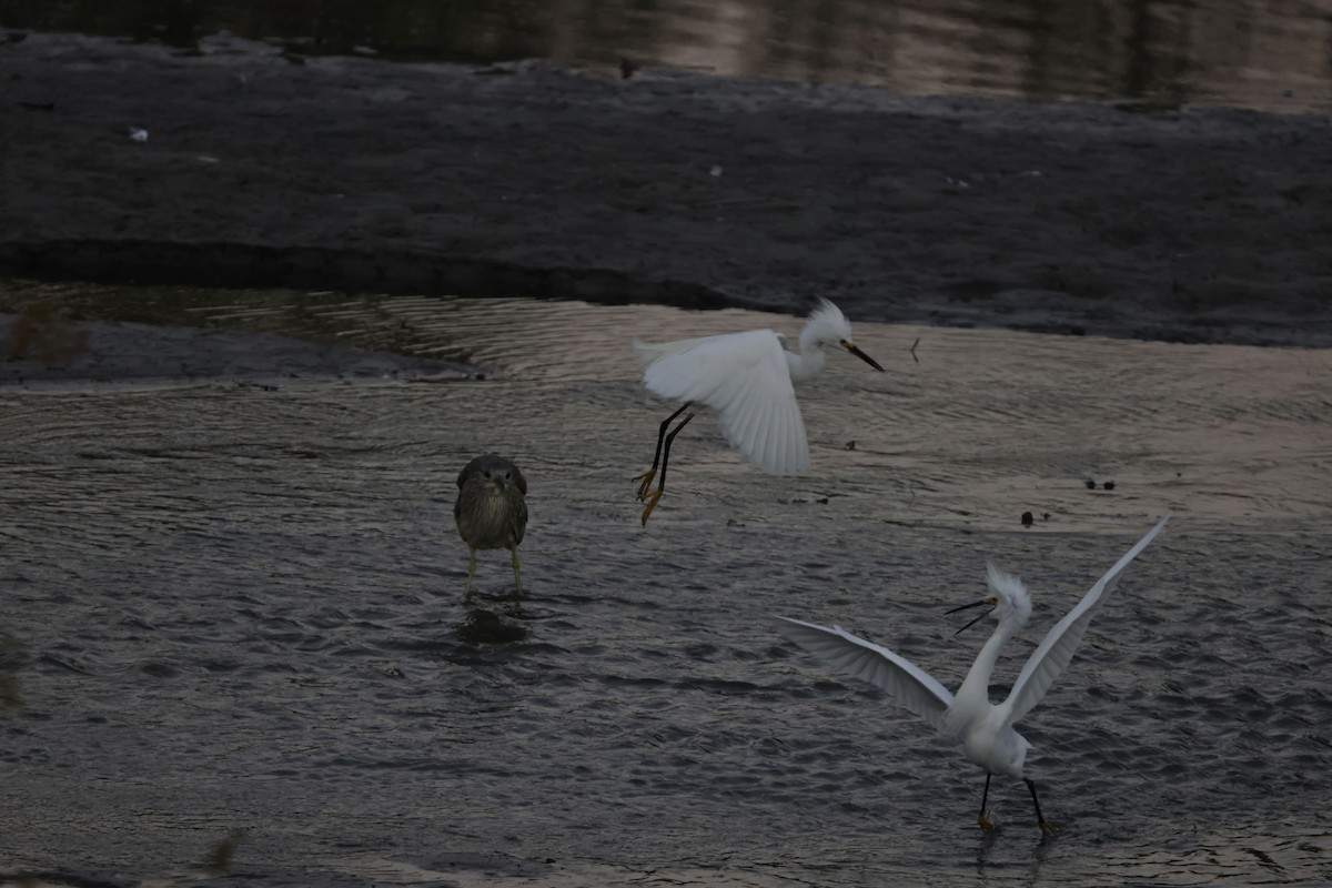 Snowy Egret - ML620816108