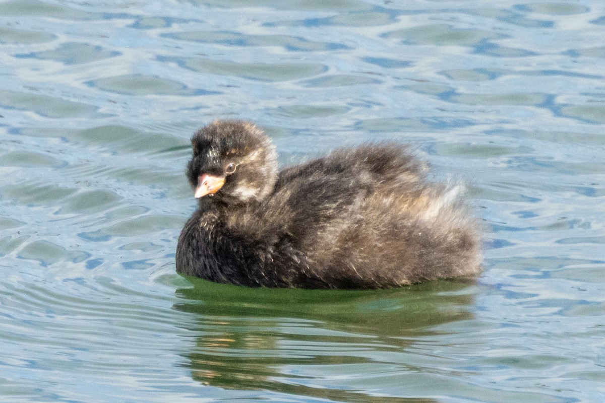 Little Grebe - ML620816142