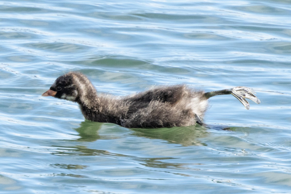 Little Grebe - ML620816143