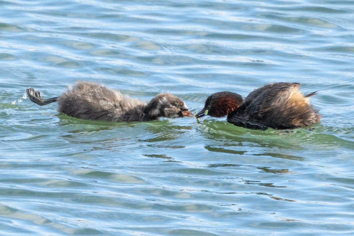 Little Grebe - ML620816144