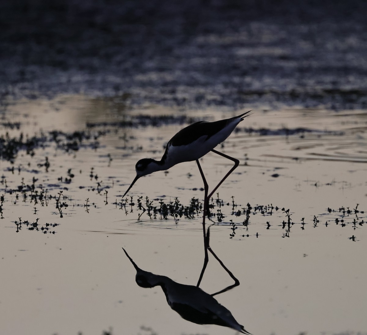 Black-necked Stilt - ML620816145