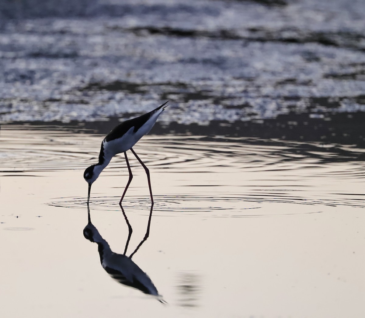 Black-necked Stilt - ML620816146