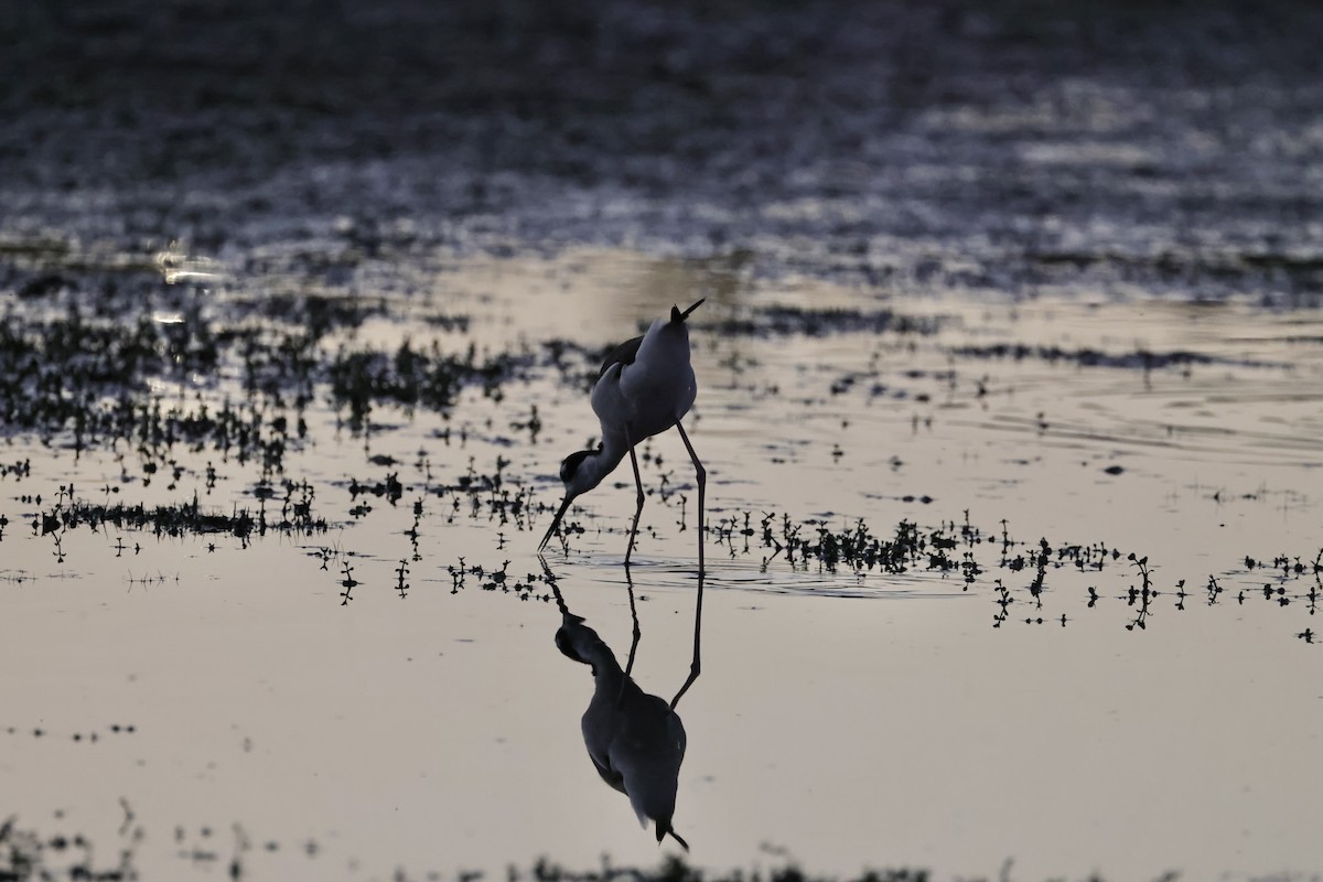 Black-necked Stilt - ML620816150