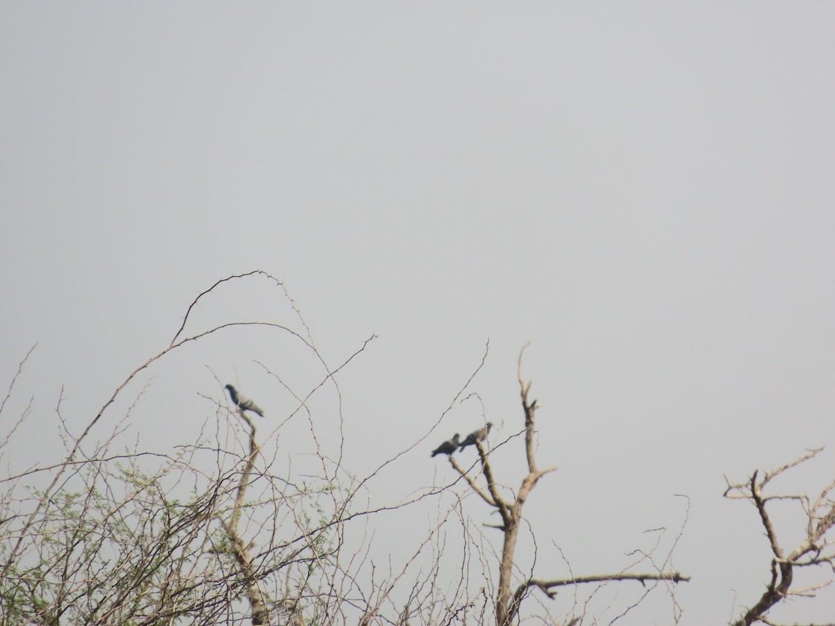 holub skalní (domácí) - ML620816157
