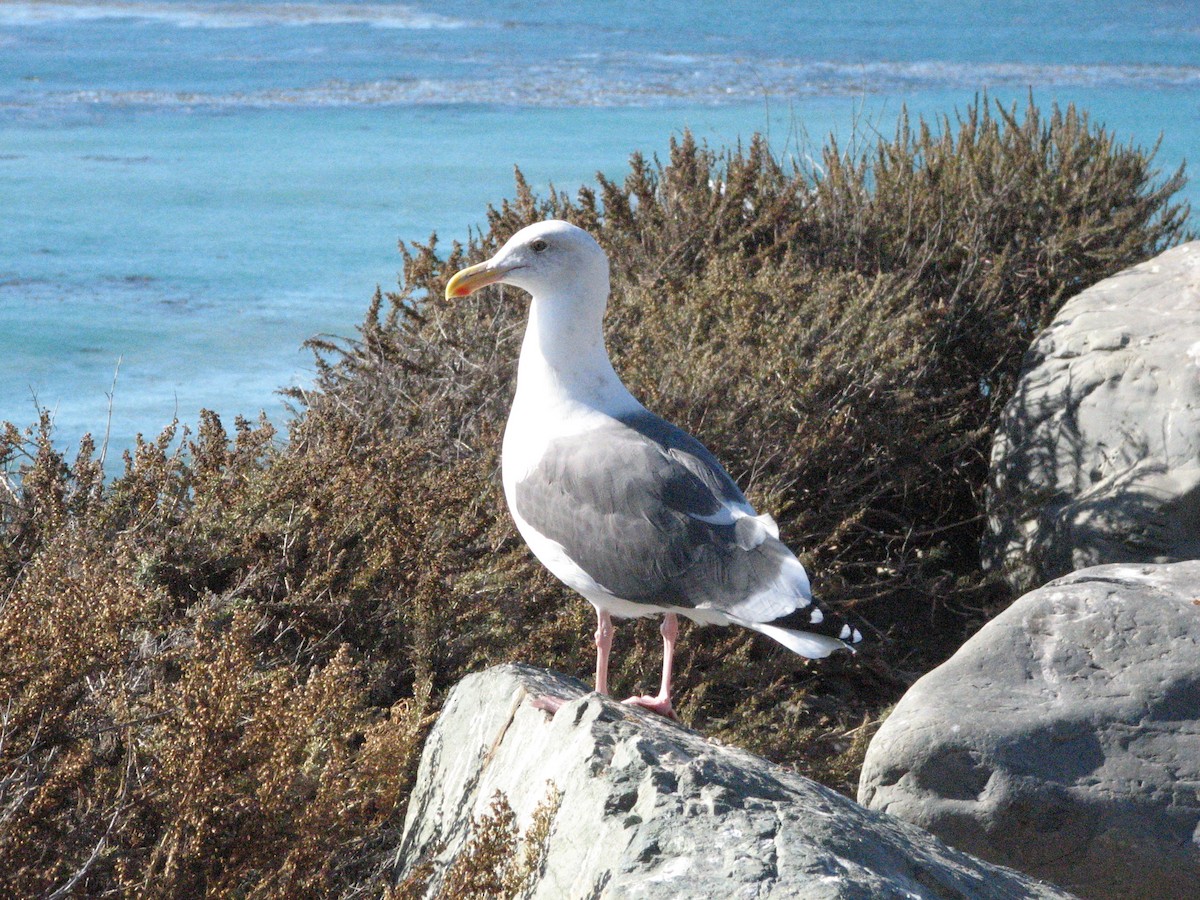 California Gull - Greg Wark