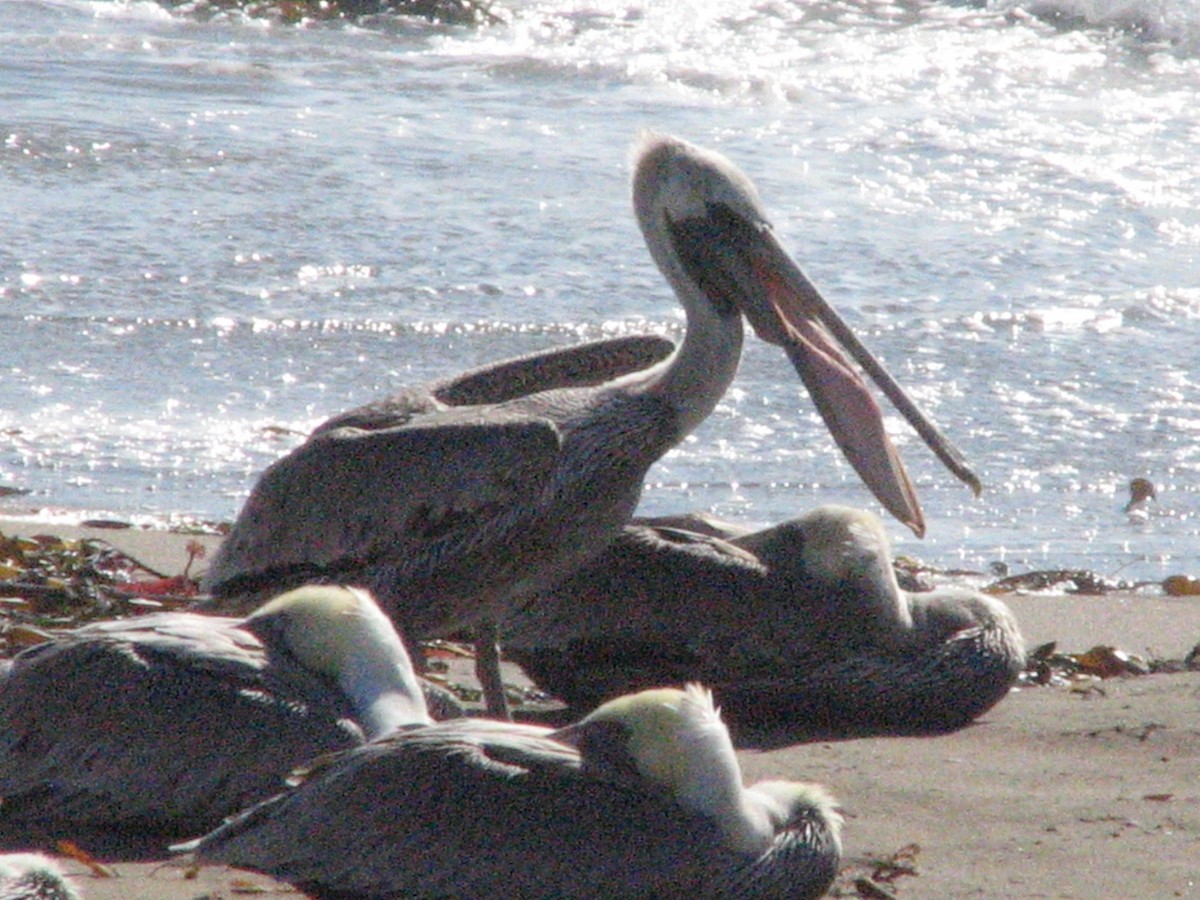 Pélican brun (californicus) - ML620816166