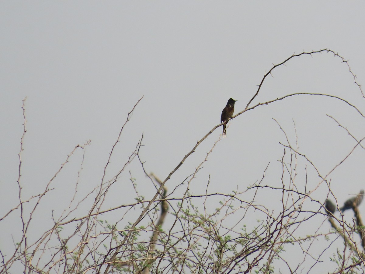 Red-vented Bulbul - ML620816191